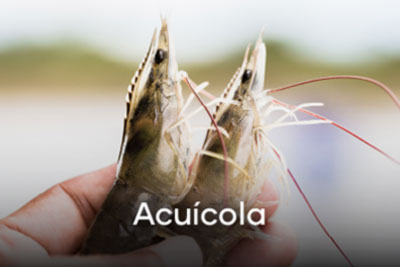 Acuícola