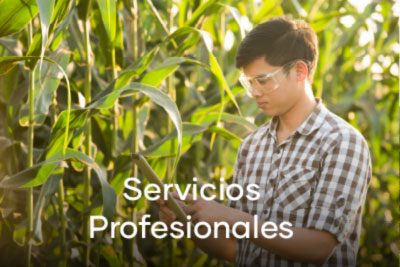 Servicios Profesionales